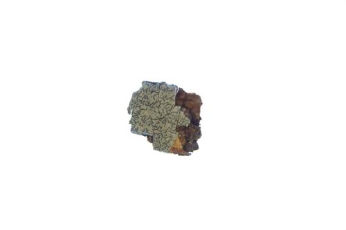 Lichen specimen